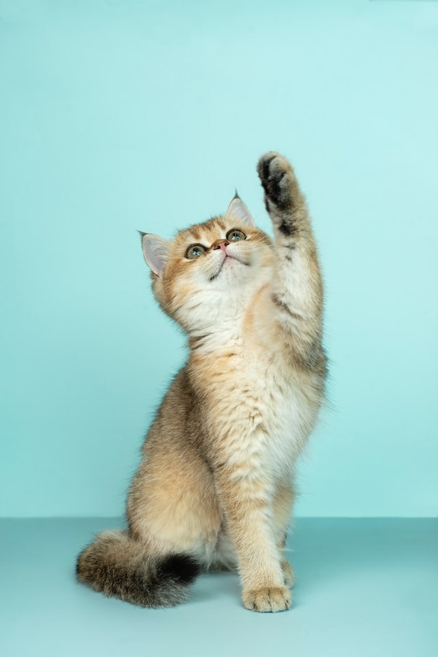 gato