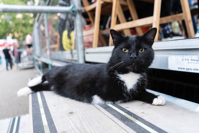 gato