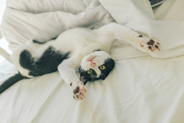 gato