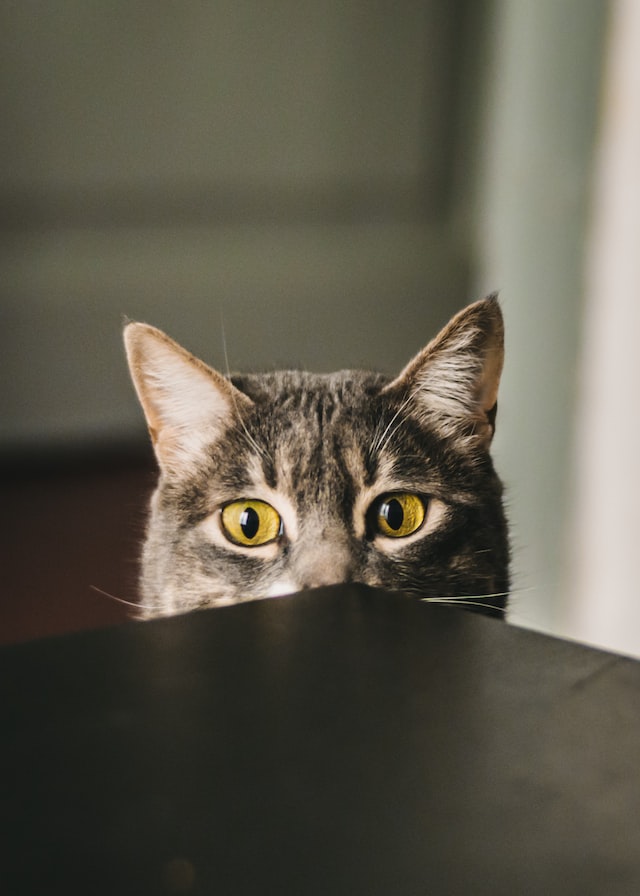 gato