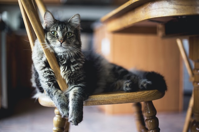 gato